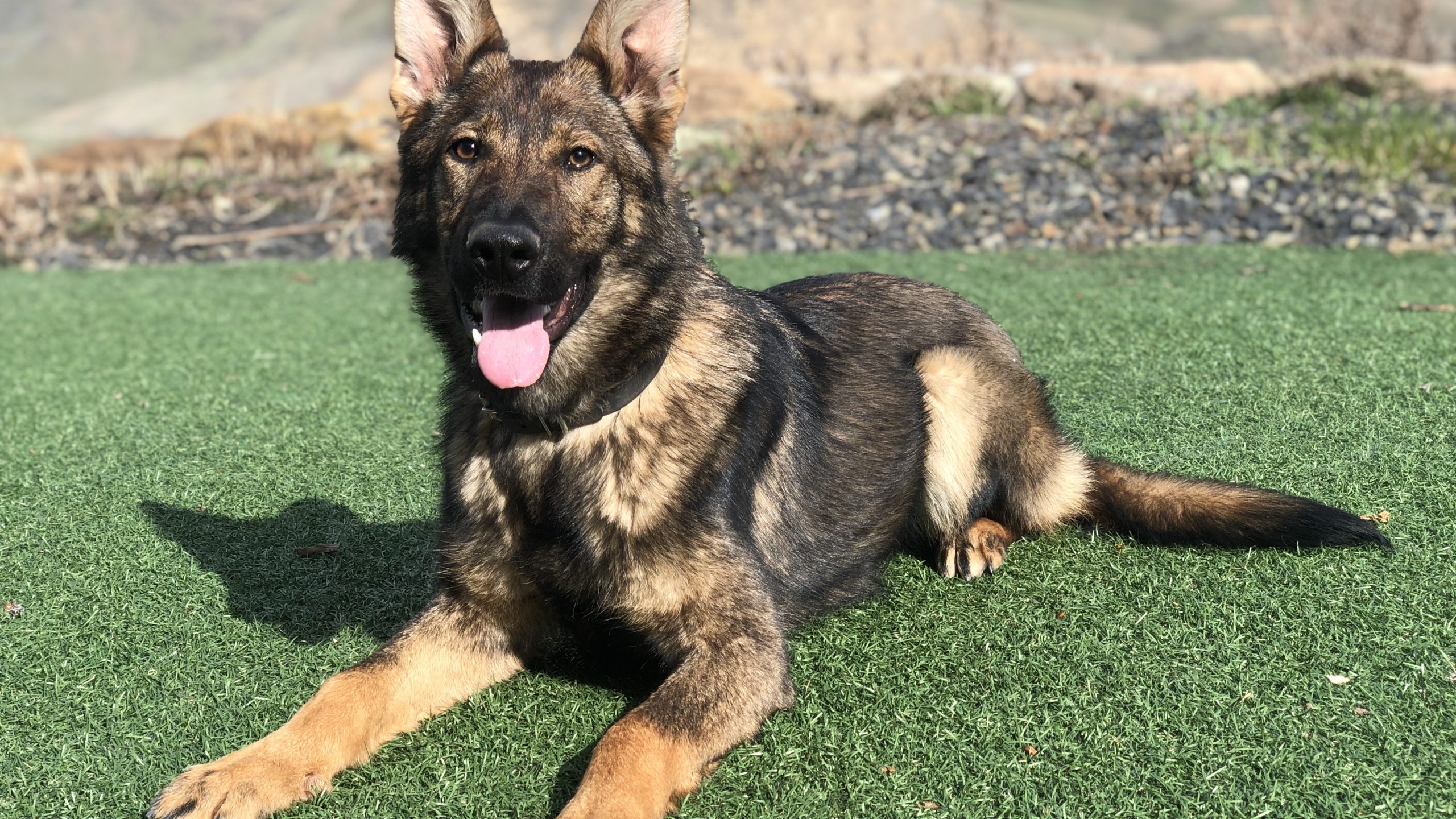 Protection Dog Ava, 7 months old German Shepherd service dog for sale