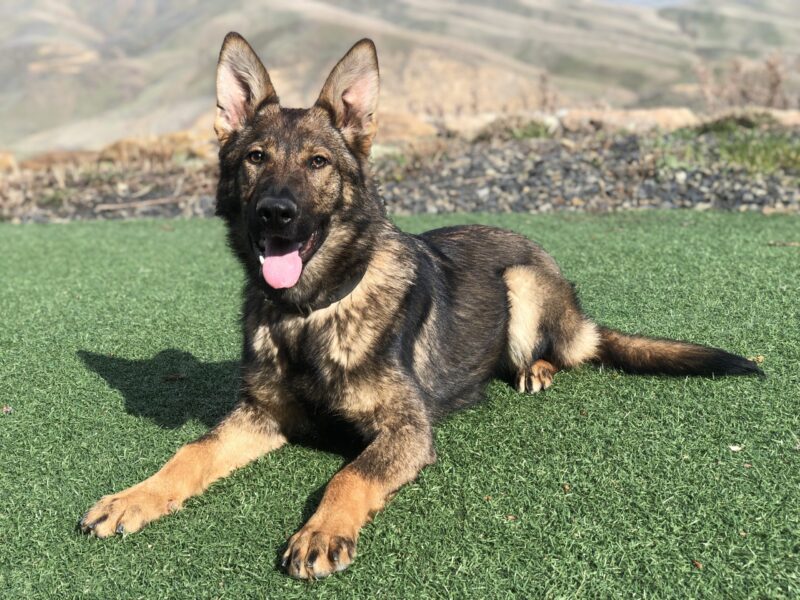 Protection Dog Ava, 7 months old German Shepherd service dog for sale