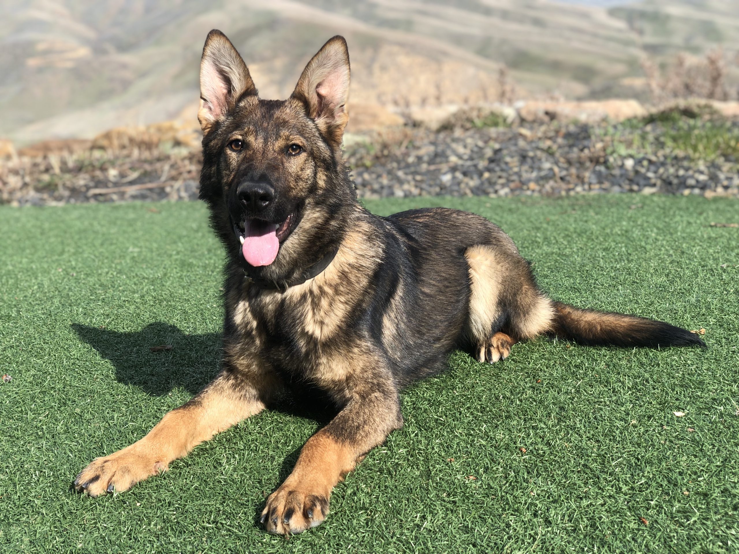 German Shepherd service dog for sale