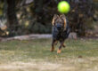 German Shepherd puppy fetching ball.