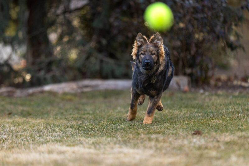 Protection Dog Tess, 6 months old German Shepherd puppy fetching ball.