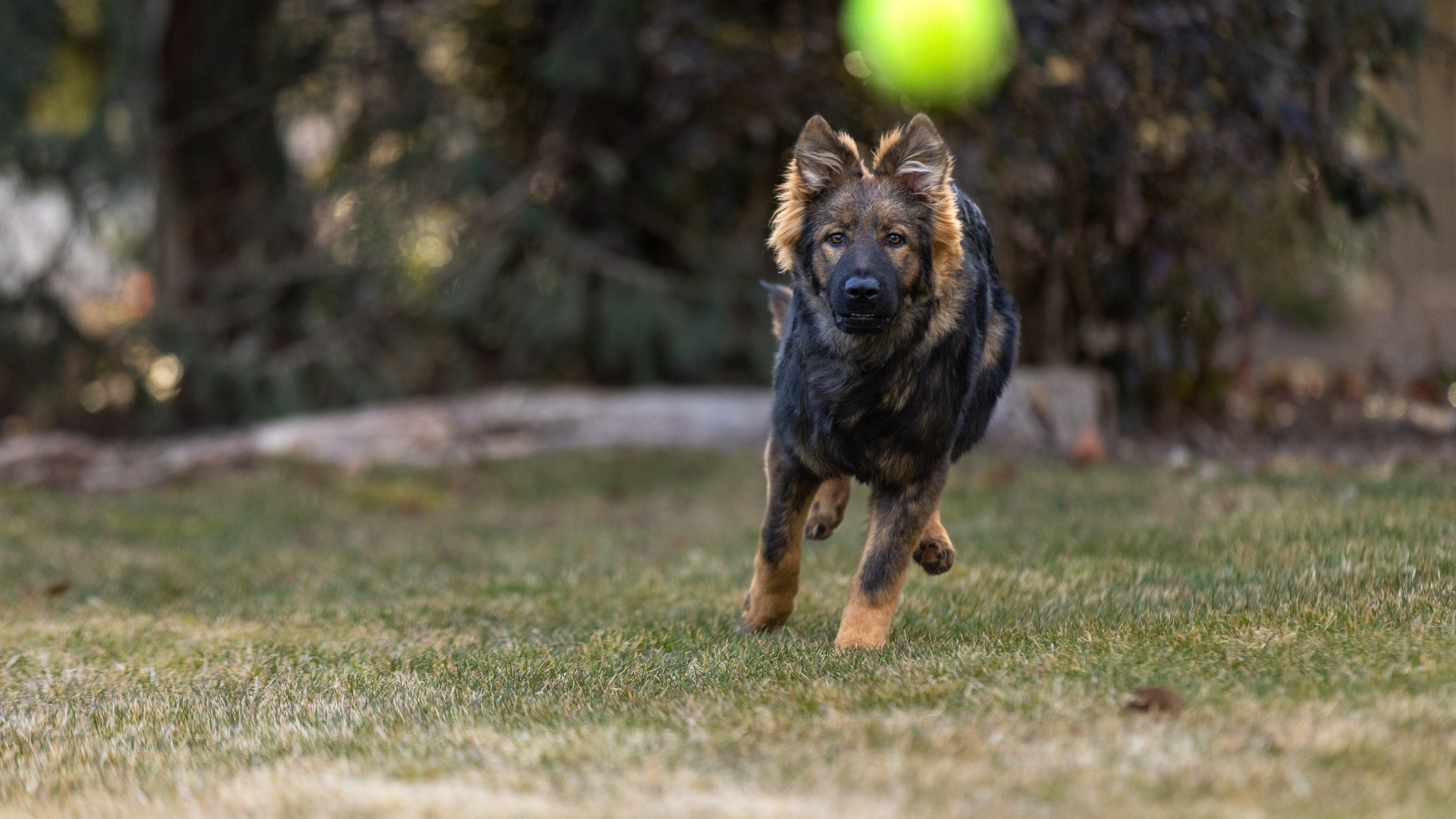 German Shepherd puppy fetching ball.