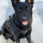Protection Dog Rip, 16 months old
