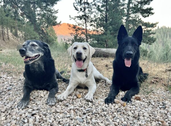 Three dogs sitting on gravel.