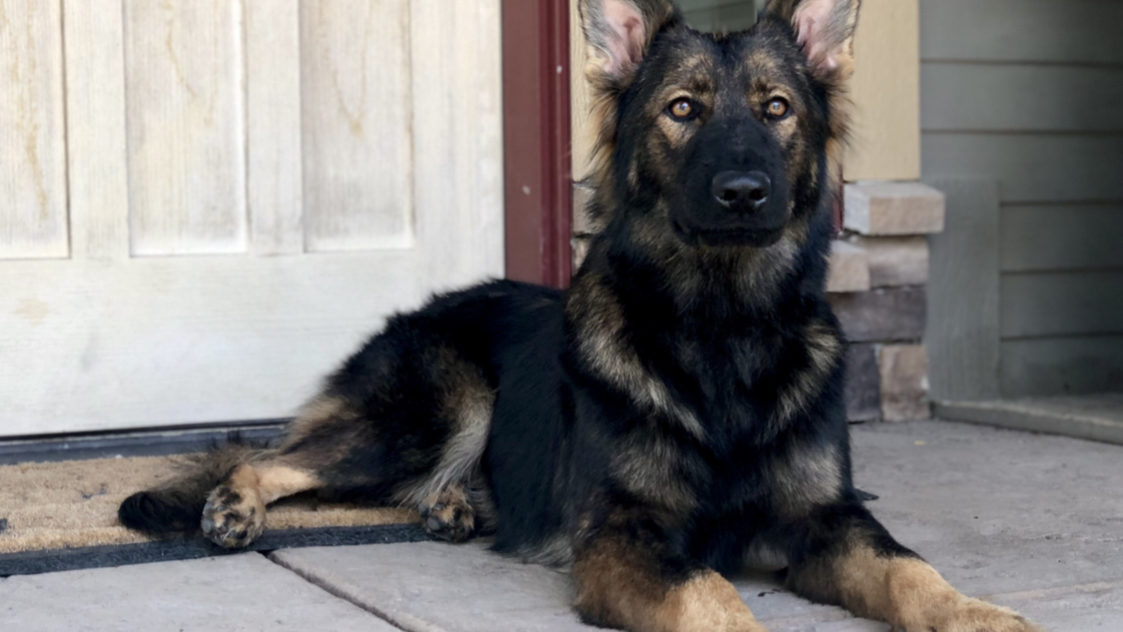 Protection Dog Tess, 13 months old German Shepherd dog lying on porch.