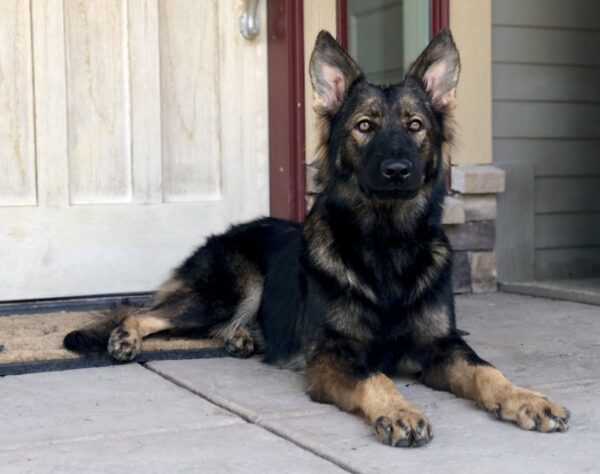 German Shepherd dog lying on porch.