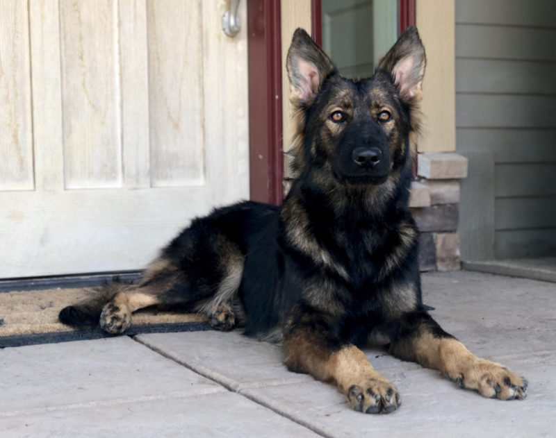 German Shepherd dog lying on porch.