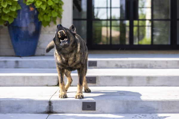 Aggressive German Shepherd barking on steps.