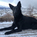 Protection Dog Major, 19 months old