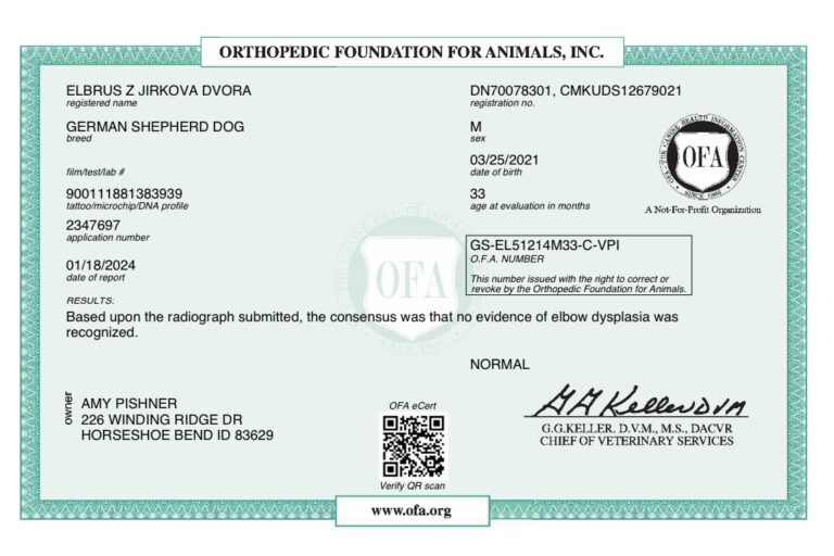 OFAs German Shepherd dog elbow dysplasia report.