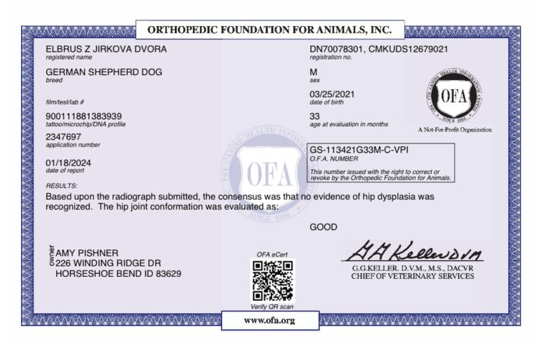 OFAs hip evaluation: German Shepherd, good.