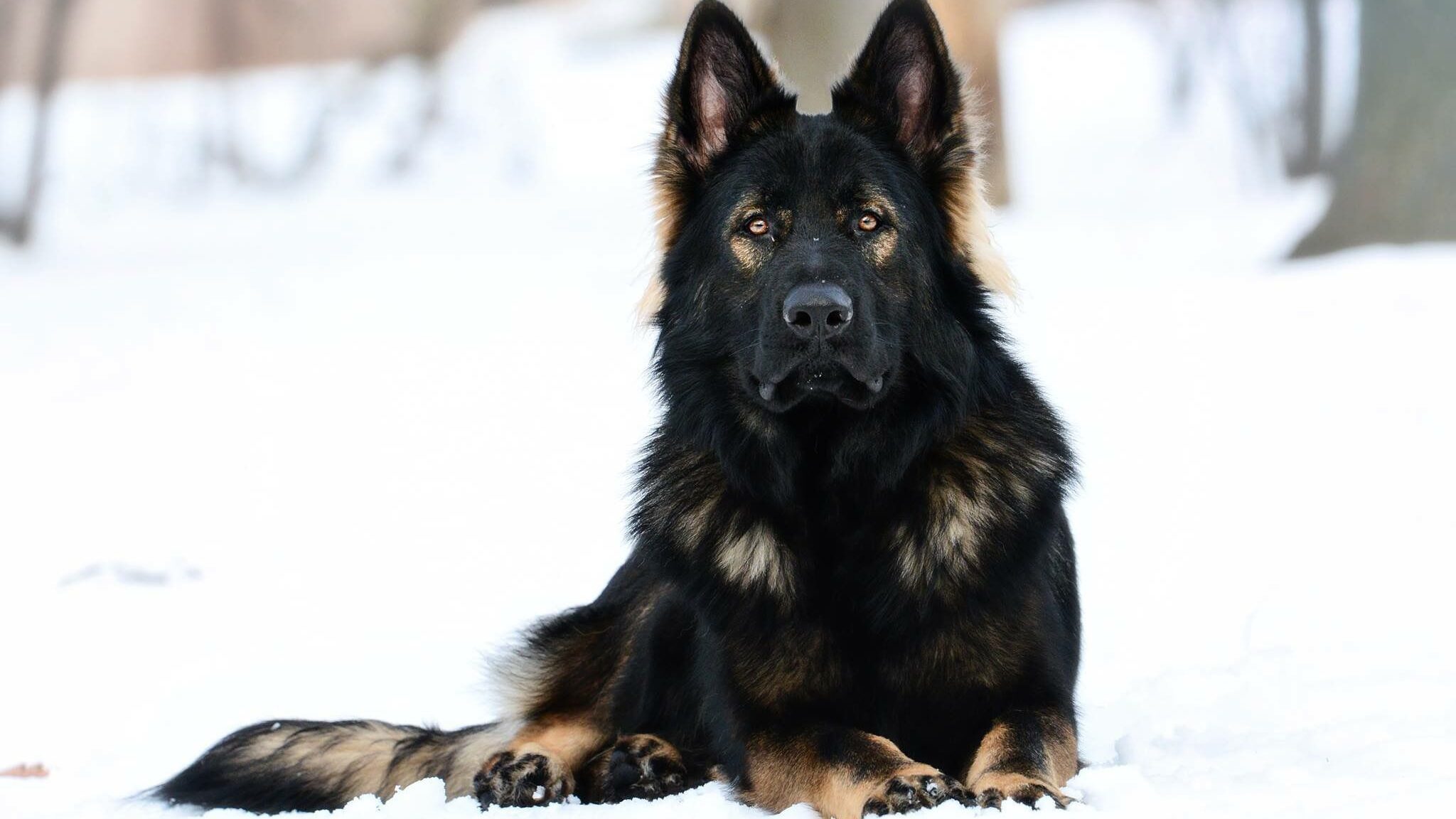 custom protection dogs-3783768224 Black German Shepherd in the snow.
