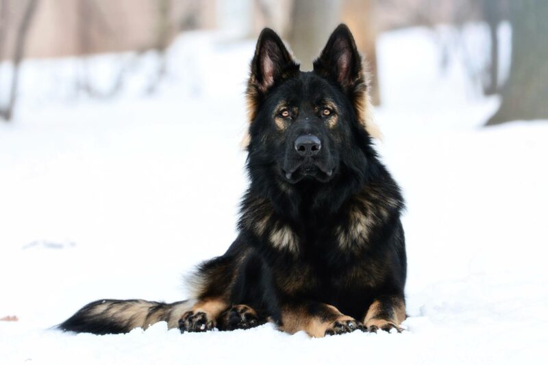 custom protection dogs-3783768224 Black German Shepherd in the snow.