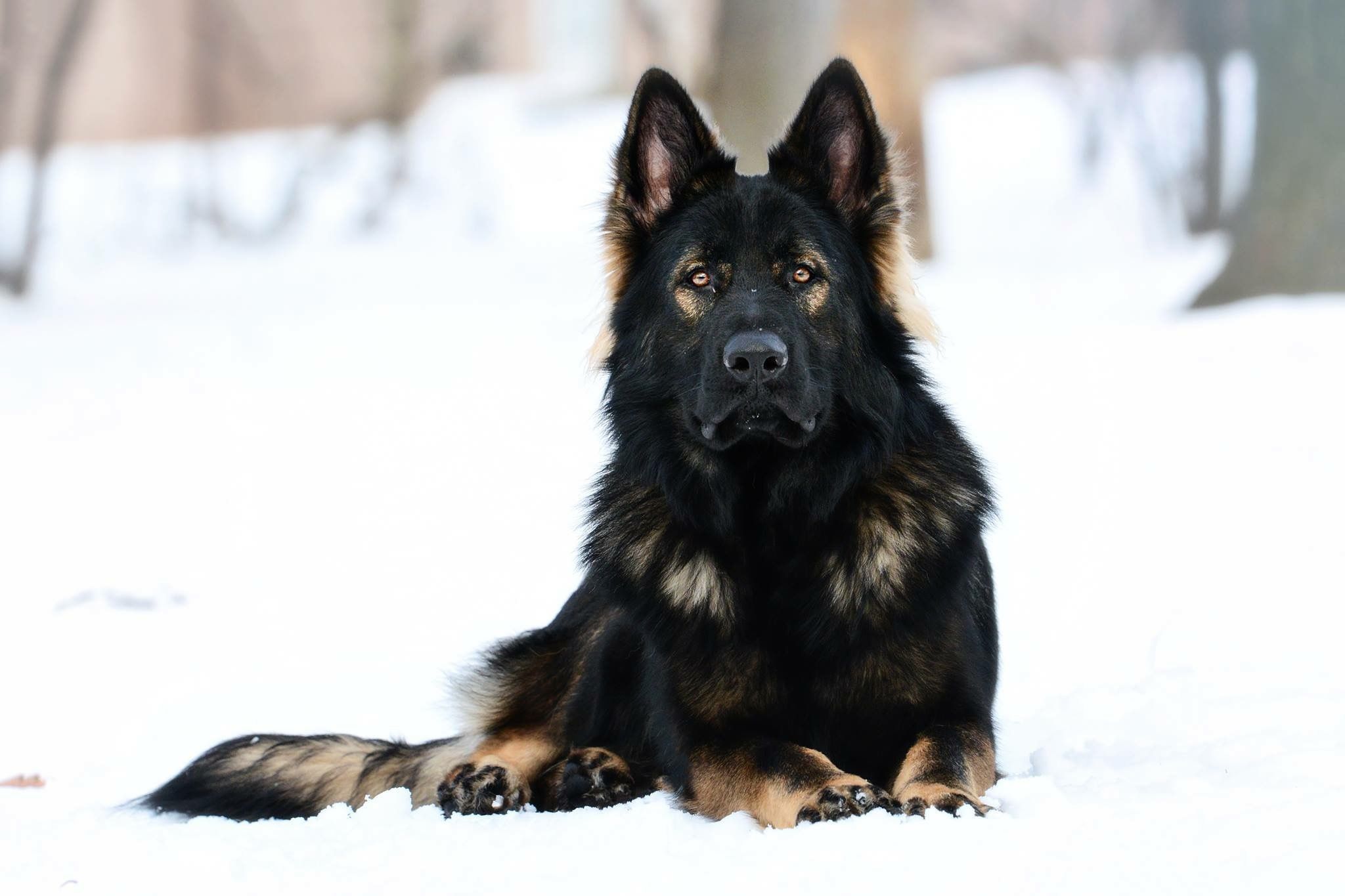 Black German Shepherd in the snow.