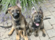 Two German Shepherd puppies sitting.