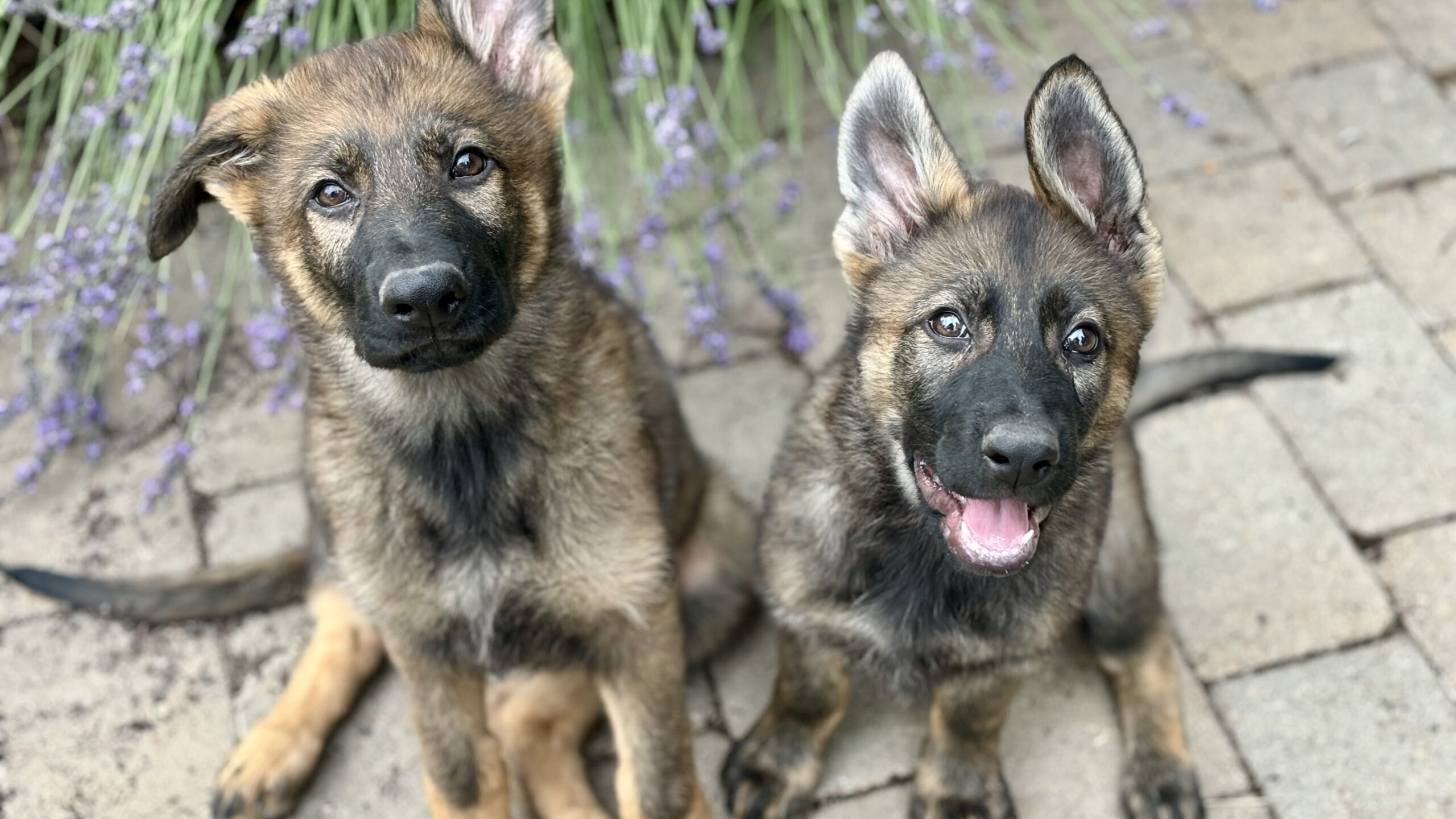 Protection Dogs Duke (L) and Freya (R) 2 months old Two German Shepherd puppies sitting.
