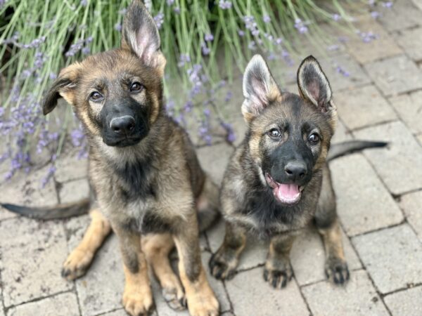 Two German Shepherd puppies sitting.