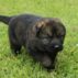 Adorable German Shepherd puppy in grass.