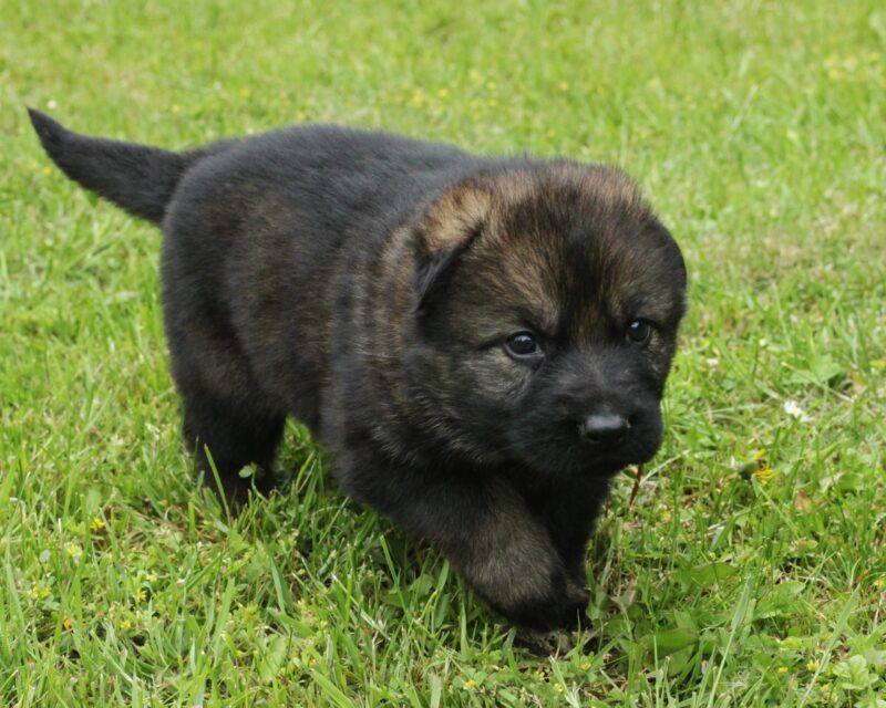 Adorable German Shepherd puppy in grass.