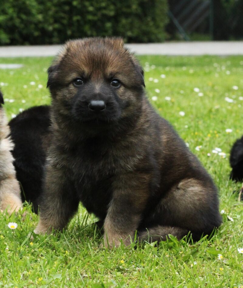 Cute German Shepherd puppy sitting in grass.
