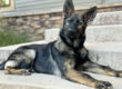 German Shepherd puppy on steps.