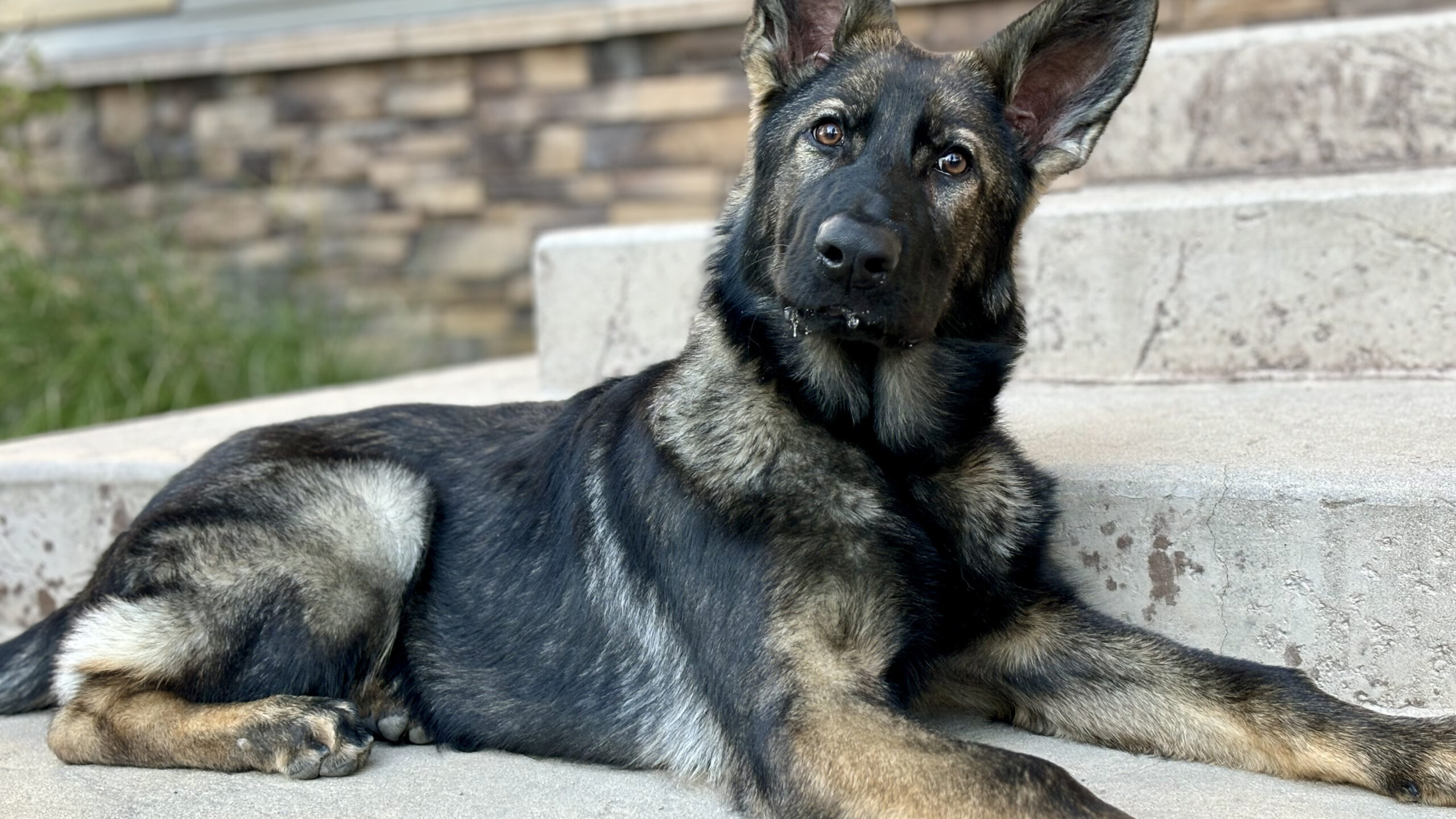 Protection Dog Freya (4 months old) German Shepherd puppy on steps.