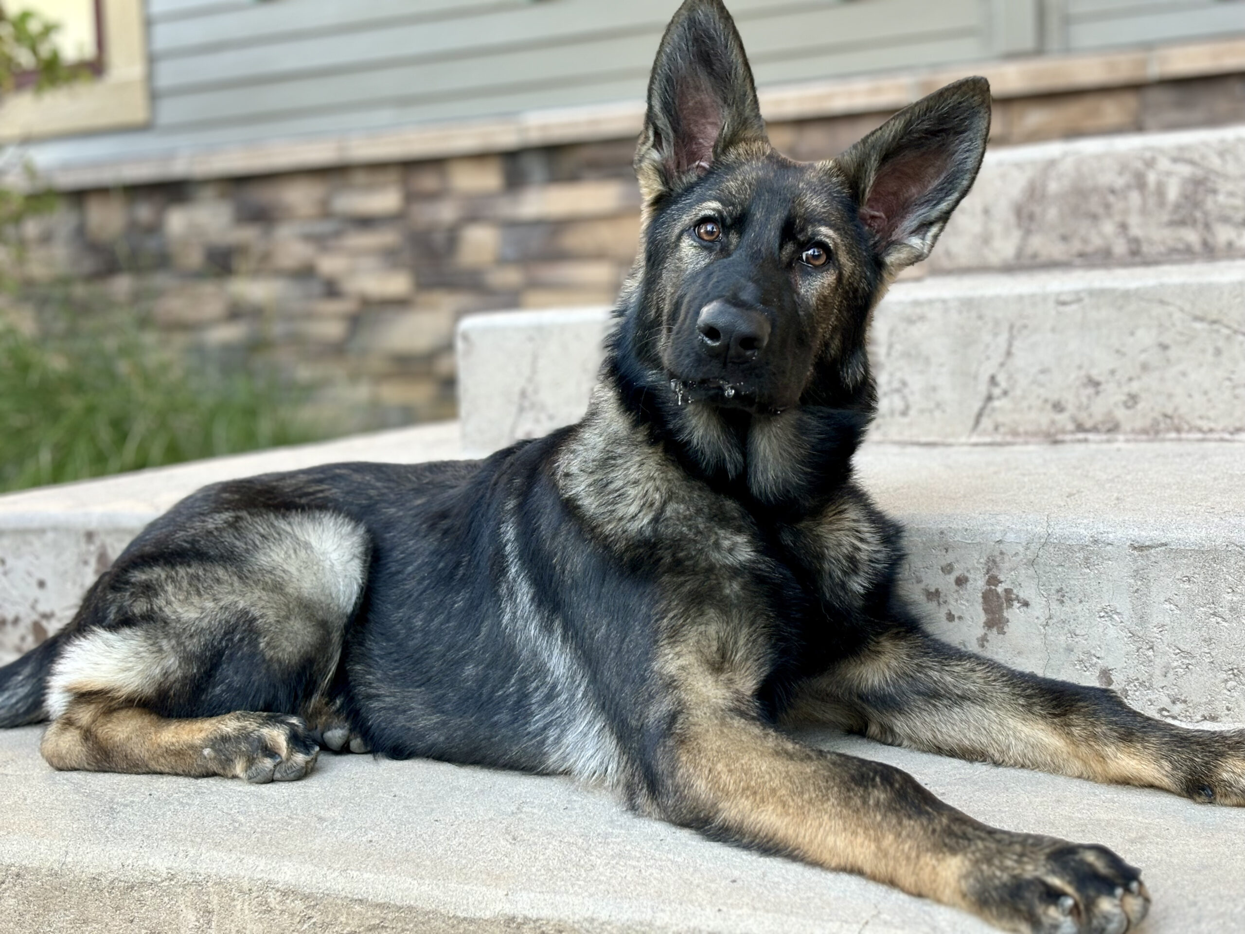 German Shepherd puppy on steps.