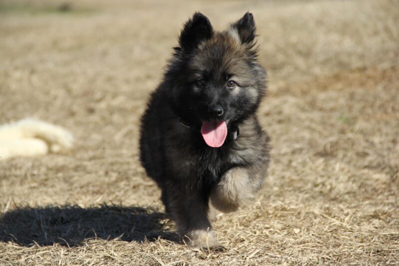 a cute black puppy running