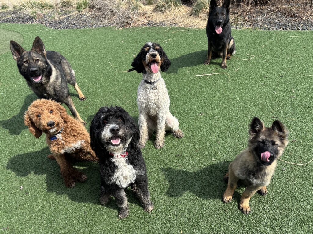 A joyful group of seven dogs playing on grass.