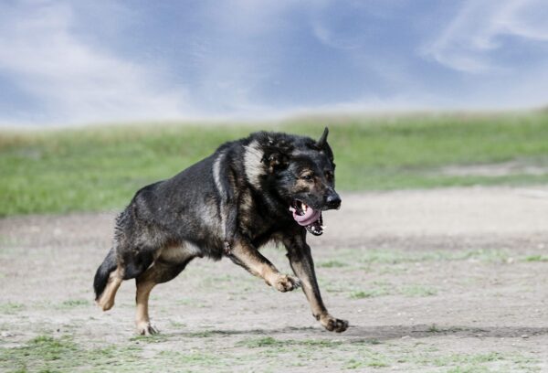 A German Shepherd running outdoors on a dirt path.