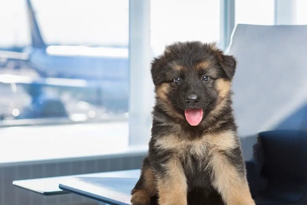 German Shepherd puppies