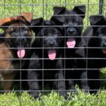 Protection Dog Bear and brothers, 2 months old