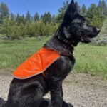 Protection Dog Bear, 4 months old