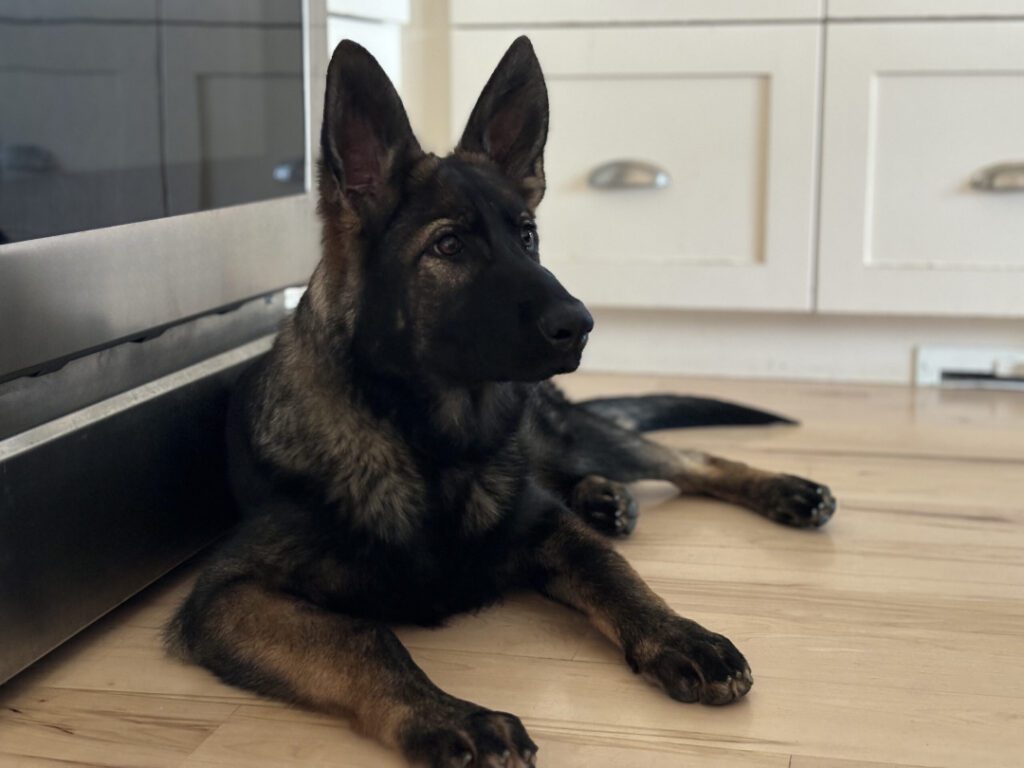 A black and tan German Shepherd lying on a kitchen floor.
