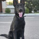 Protection Dog Bear, 4 months old
