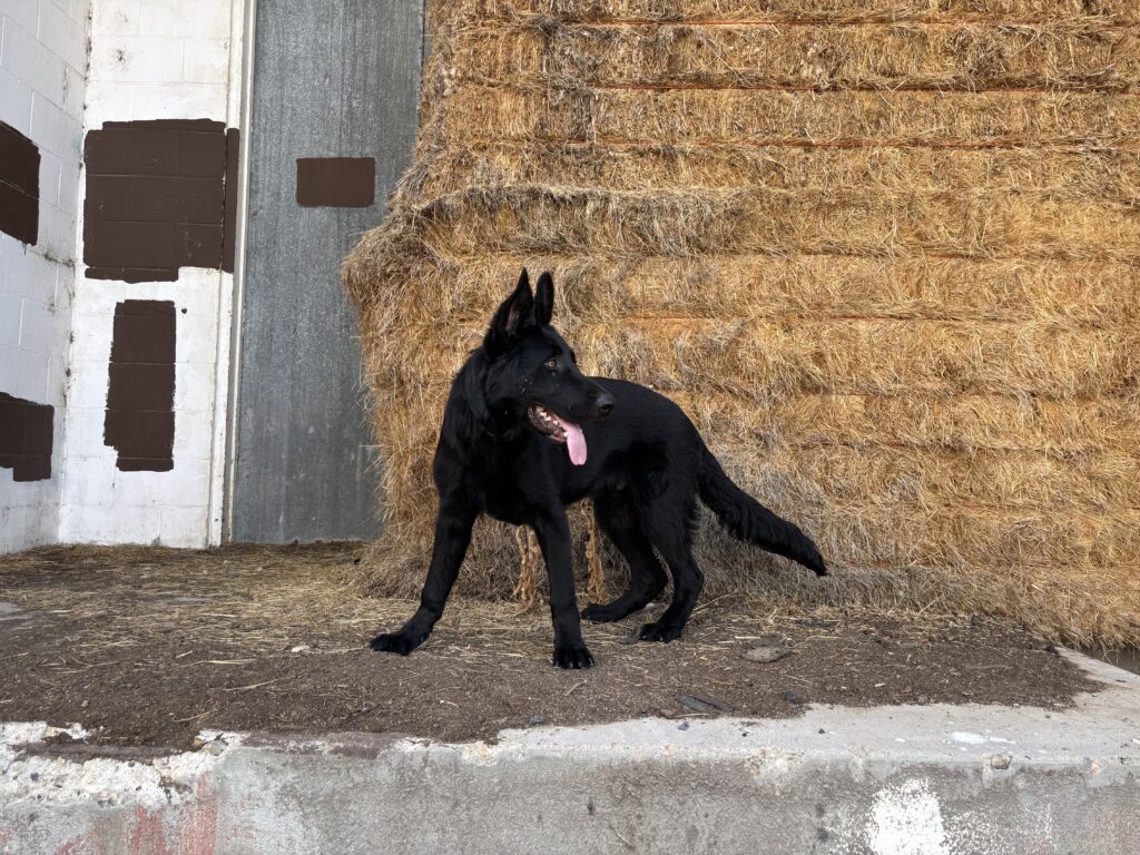 Black German Shepherd standing alert near hay bales.