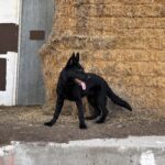 Protection Dog Bear, 5 months old