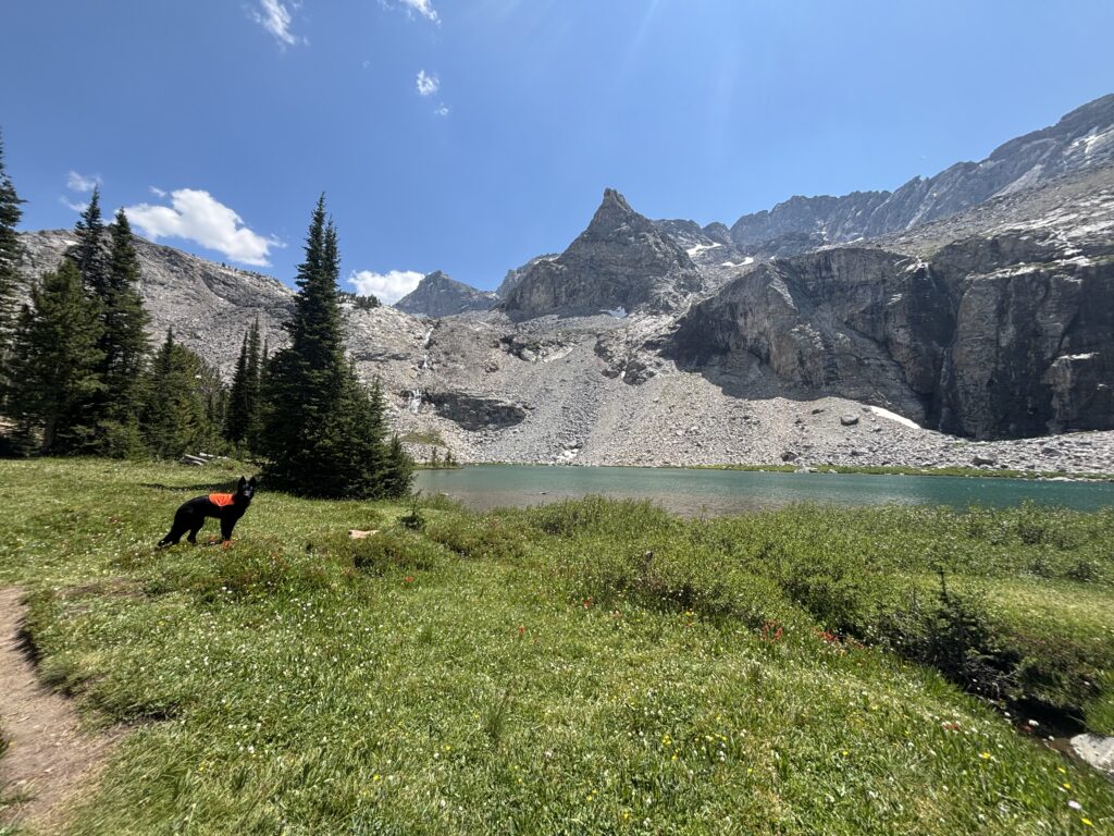 Dog stands on lush green meadow near a mountain lake under a clear blue sky.