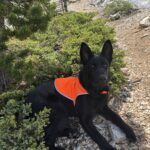 Protection Dog Bear, 6 months old