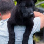 Protection Dog Bear, 2 months old