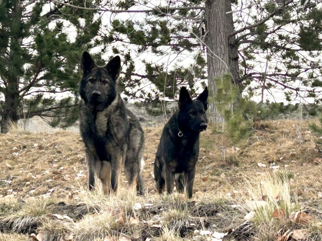Two German Shepherd dogs standing alert in a natural outdoor setting.