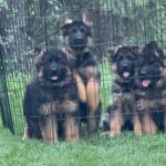Protection Dog Yukon, 2 months old