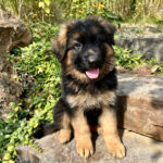 black and red long-haired showline German Shepherd puppy