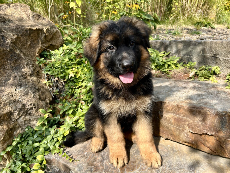 black and red long-haired showline German Shepherd puppy