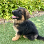 Protection Dog Yukon, 2 months old