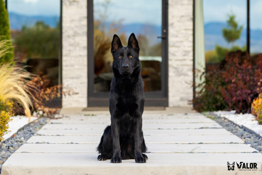 A black Belgian Malinois sitting on a paved path in front of a stone building.