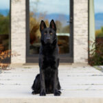 Protection Dog Bear, 10 months old