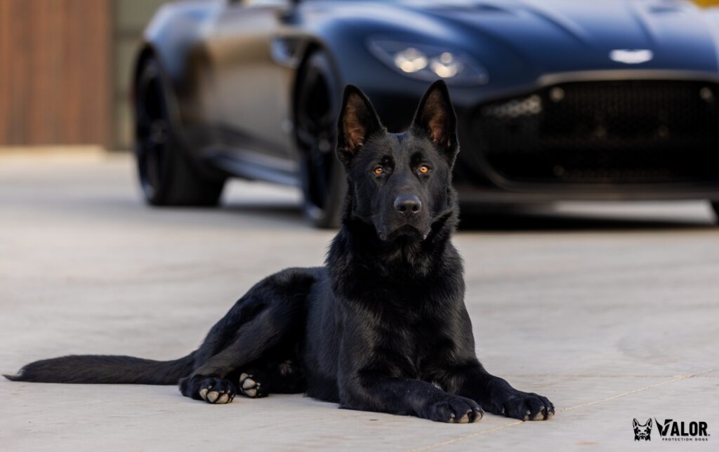 DDR German Shepherd stud in Idaho