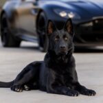 Protection Dog Bear, 10 months old