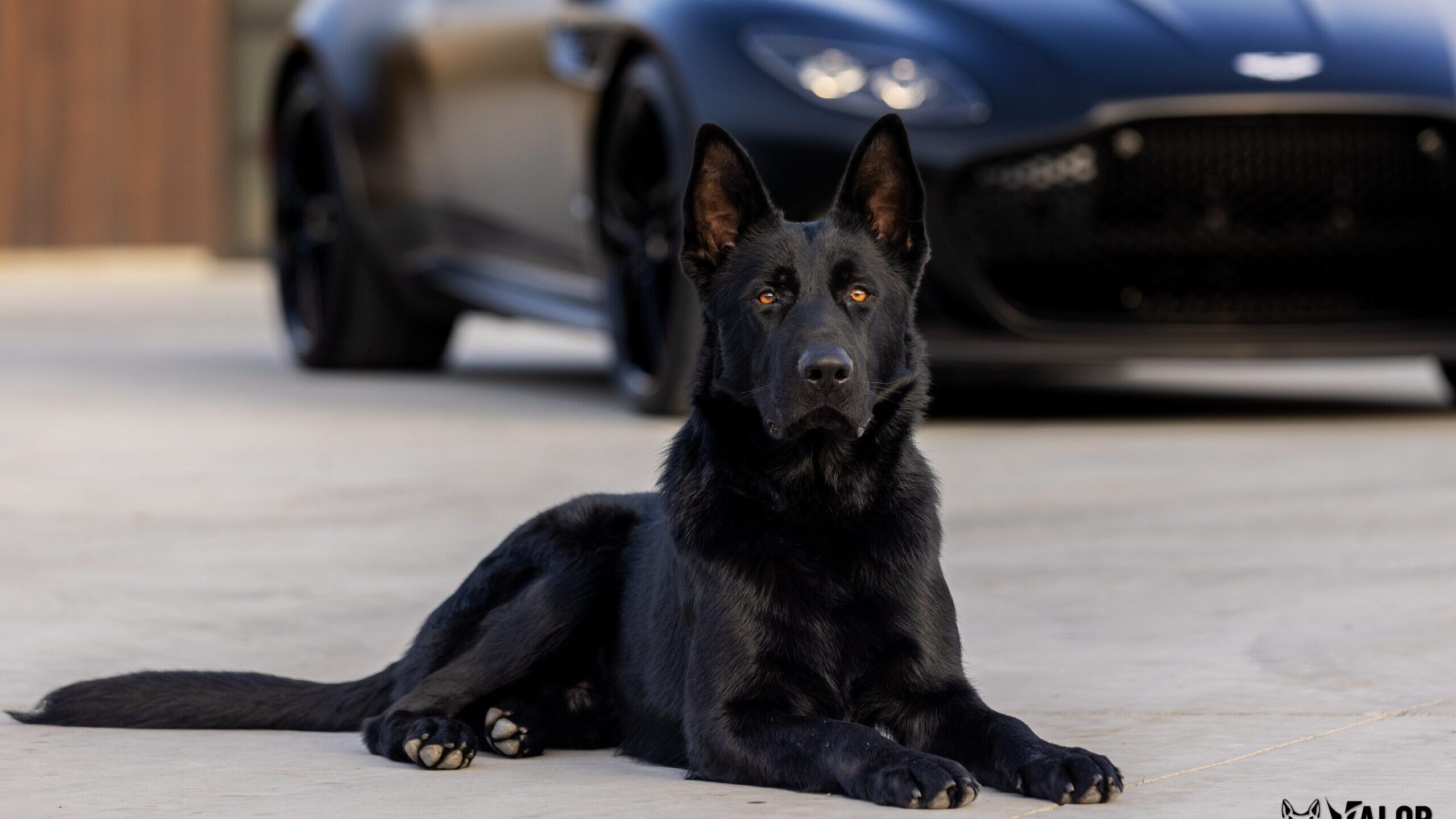 DDR German Shepherd stud in Idaho